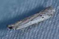 Phycitodes
