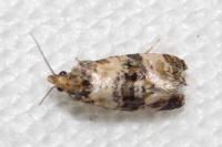 Cochylis