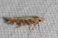 Aristotelia decoratella