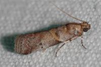 Acrobasis consociella