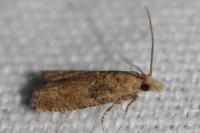 Acroclita subsequana