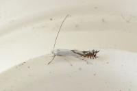 Lyonetia prunifoliella