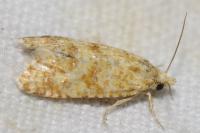 Aethes margarotana