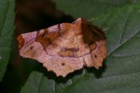 Selenia tetralunaria