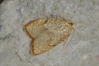 Acleris forsskaleana