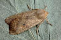 Sunira circellaris