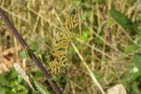 Phalera bucephala
