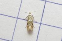 Bucculatrix bechsteinella