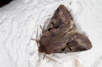 Orthosia gothica