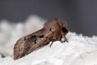 Orthosia gothica