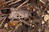 Orthosia gothica