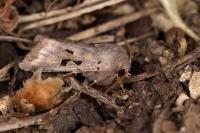 Orthosia gothica