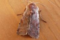 Cerastis rubricosa