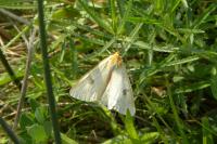 Diacrisia sannio
