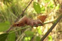 Notodonta ziczac