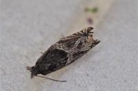 Ancylis comptana