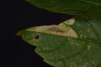 Phyllonorycter geniculella