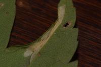 Phyllonorycter geniculella