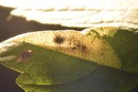 Phyllonorycter geniculella