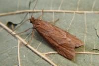 Diurnea lipsiella