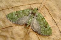 Chloroclystis v-ata