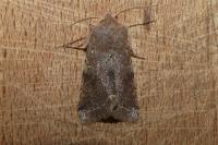 Orthosia incerta