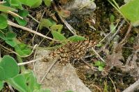 Chiasmia clathrata