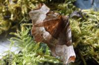 Selenia tetralunaria