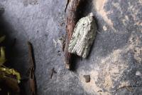 Acleris literana