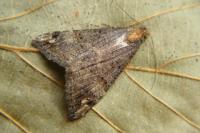 Hypena obsitalis