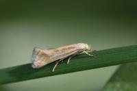 Elachista rufocinerea