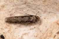Niditinea fuscella
