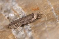 Agonopterix curvipunctosa
