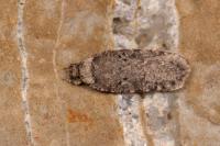 Agonopterix curvipunctosa