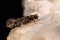Niditinea fuscella