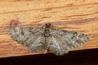 Gymnoscelis rufifasciata