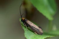 Incurvaria koerneriella