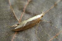 Ypsolopha dentella
