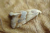 Eublemma parva