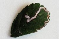 Stigmella aurella