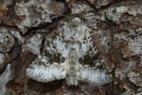 Hecatera bicolorata