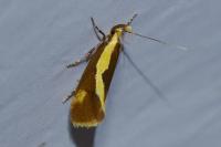 Harpella forficella