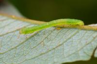 Cabera exanthemata