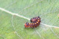 Acronicta tridens