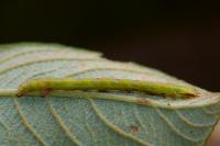 Cabera exanthemata