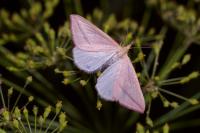Rhodometra sacraria
