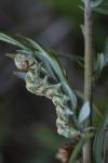 Cucullia absinthii