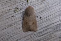 Orthosia cruda