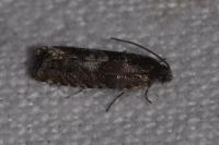 Pammene splendidulana