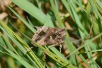 Autographa gamma